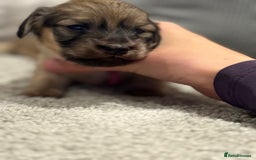 Miniature Dachshund dogs for sale: Reservation list now open! - Image 15