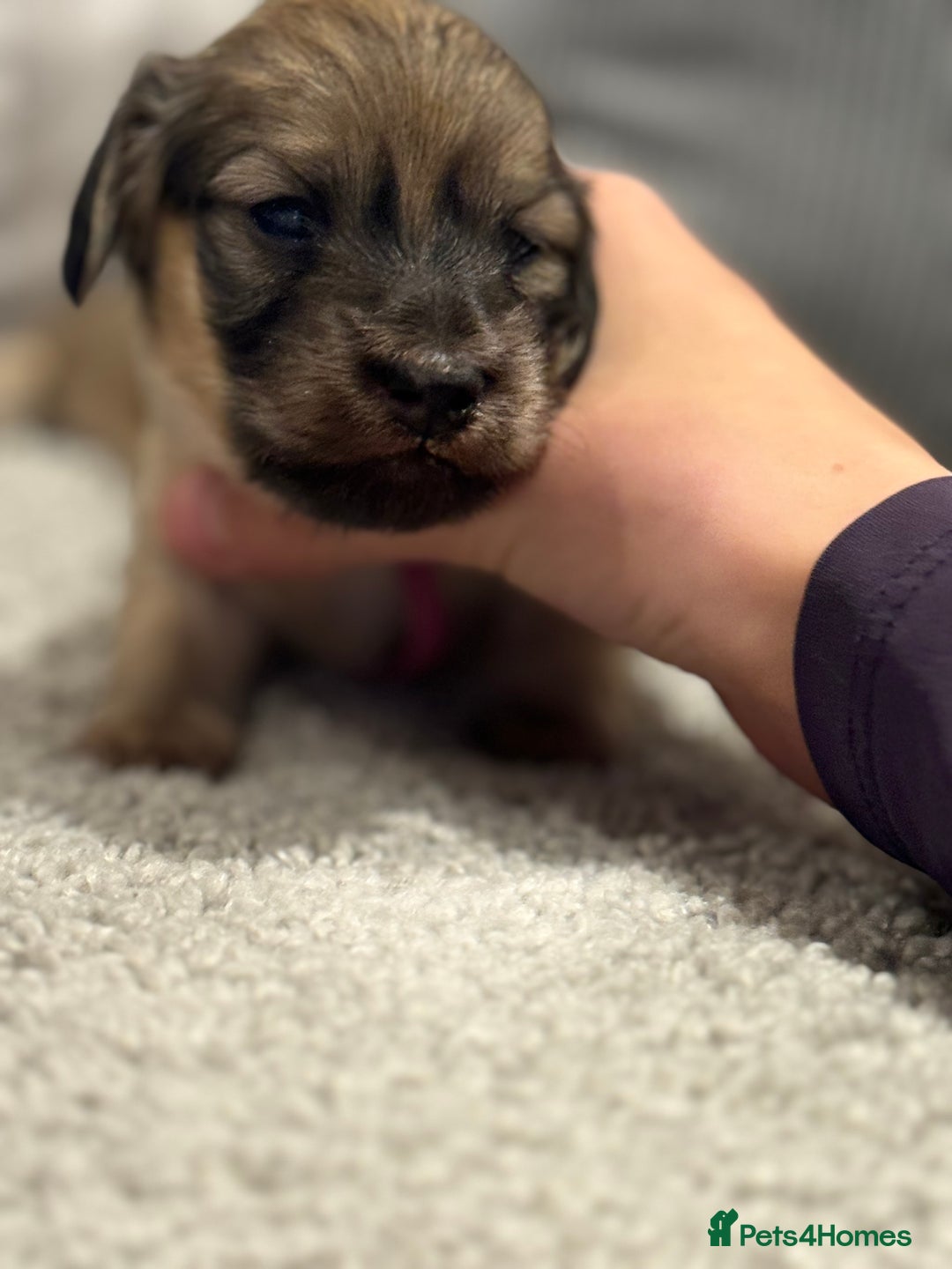Miniature Dachshund dogs for sale: Reservation list now open! - Image 15