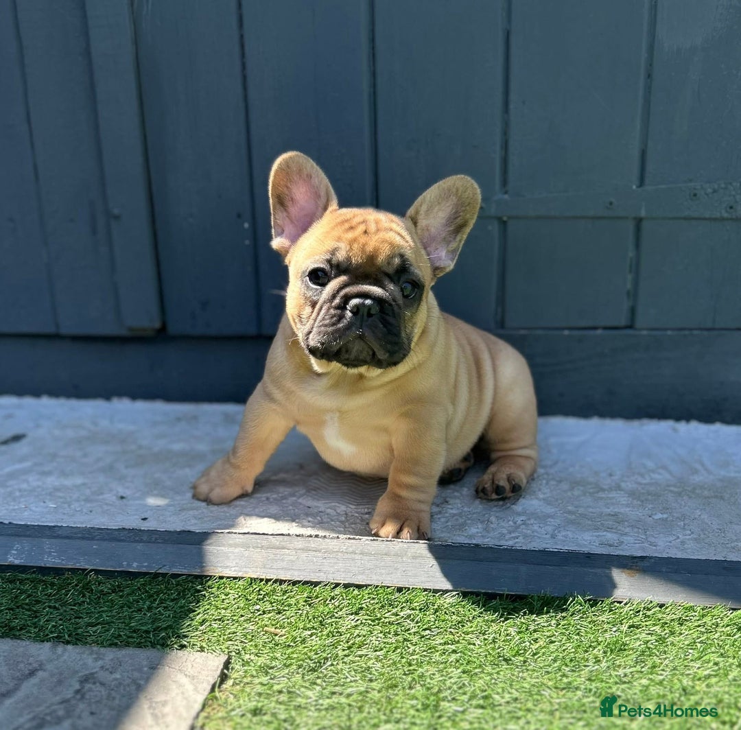 French Bulldog dogs for stud: Denzel- Open for Stud- PROVEN. Son of Super Ted  in Gillingham - Image 35