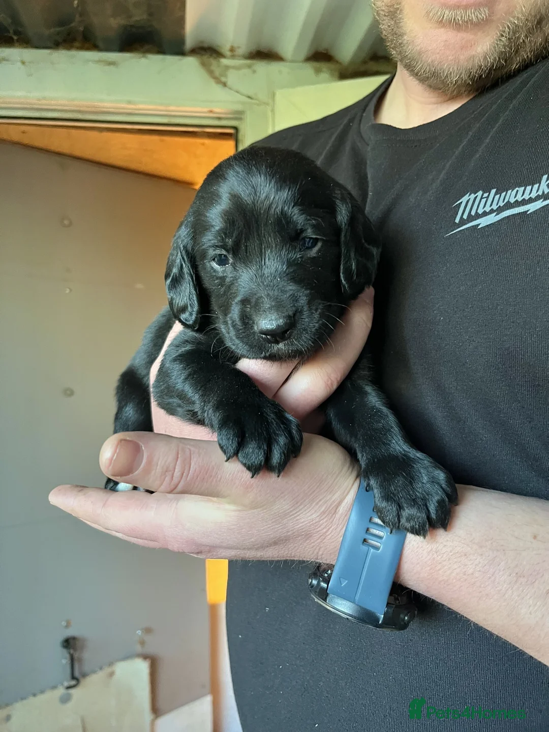 Springador dogs for sale: Black Springador Puppies For Sale - Advert 2