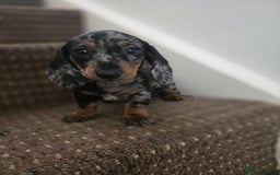 Dachshund dogs for sale: Dachshund puppies  - Image 3