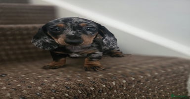 Dachshund dogs - Advert 5