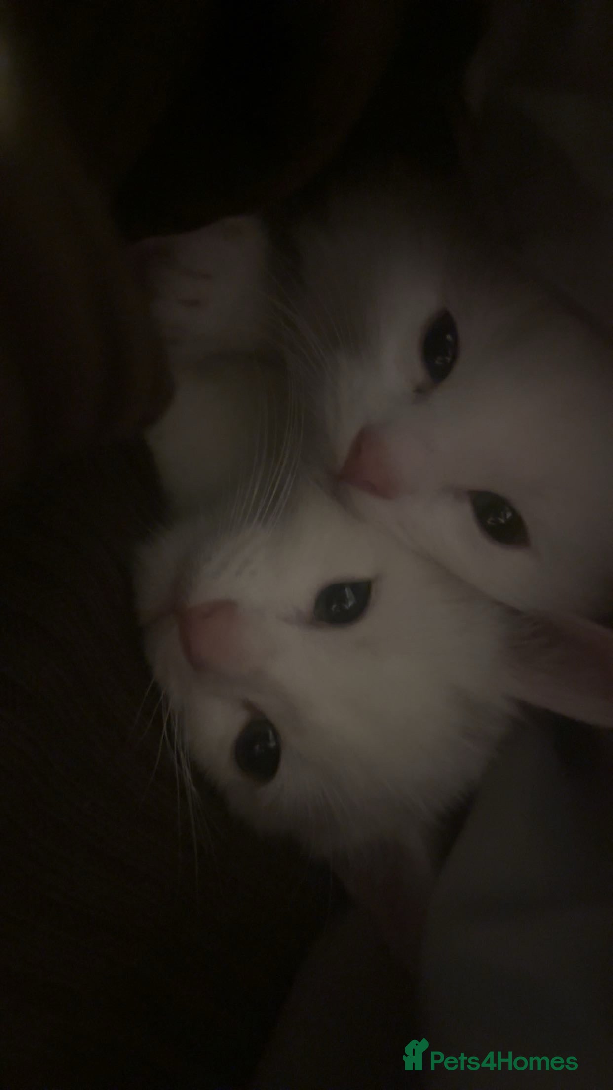 Mixed Breed cats Beautiful white boy for sale (Only One Left) - Advert 4