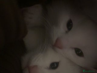 Mixed Breed cats Beautiful white boy for sale (Only One Left) - Advert 4