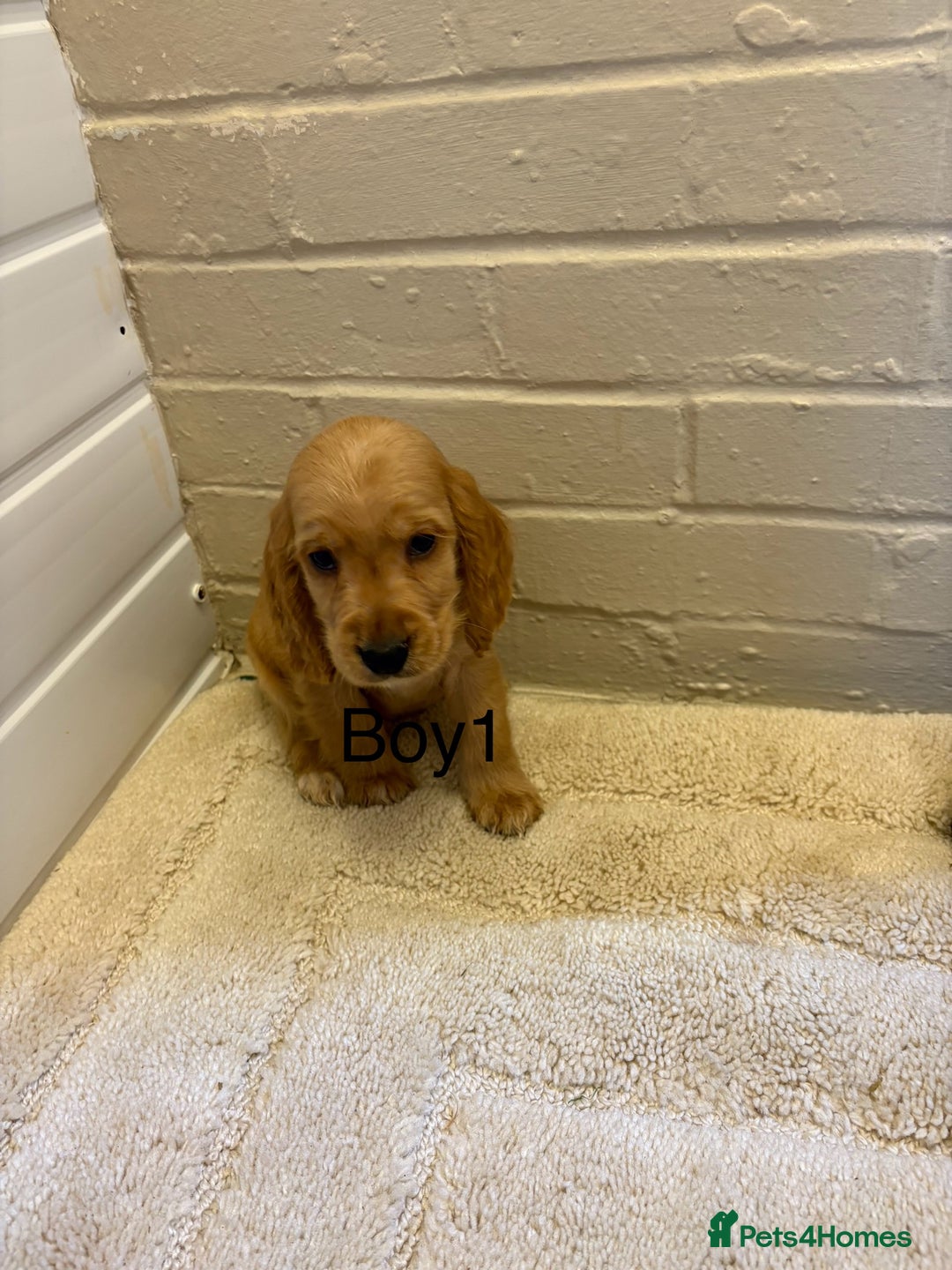 Cocker Spaniel dogs for sale: SHOW TYPE COCKER SPANIELS PUPPIES  - Advert 17