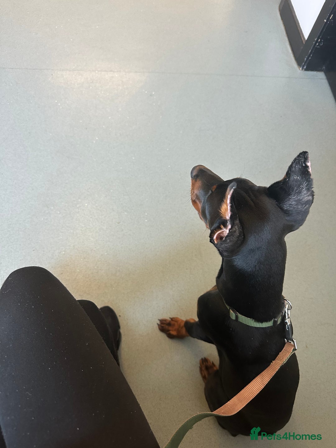 Dobermann dogs for sale: Puppy Doberman  - Advert 3