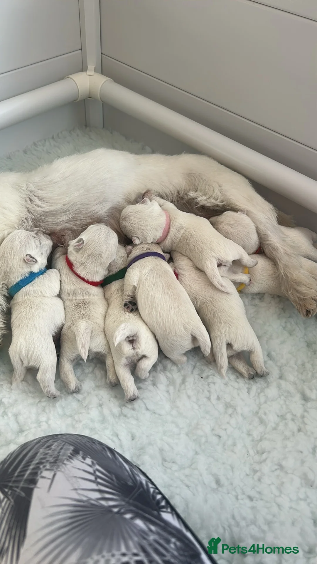 West Highland Terrier dogs for sale: West highland terrier puppies 🐾 - Advert 2