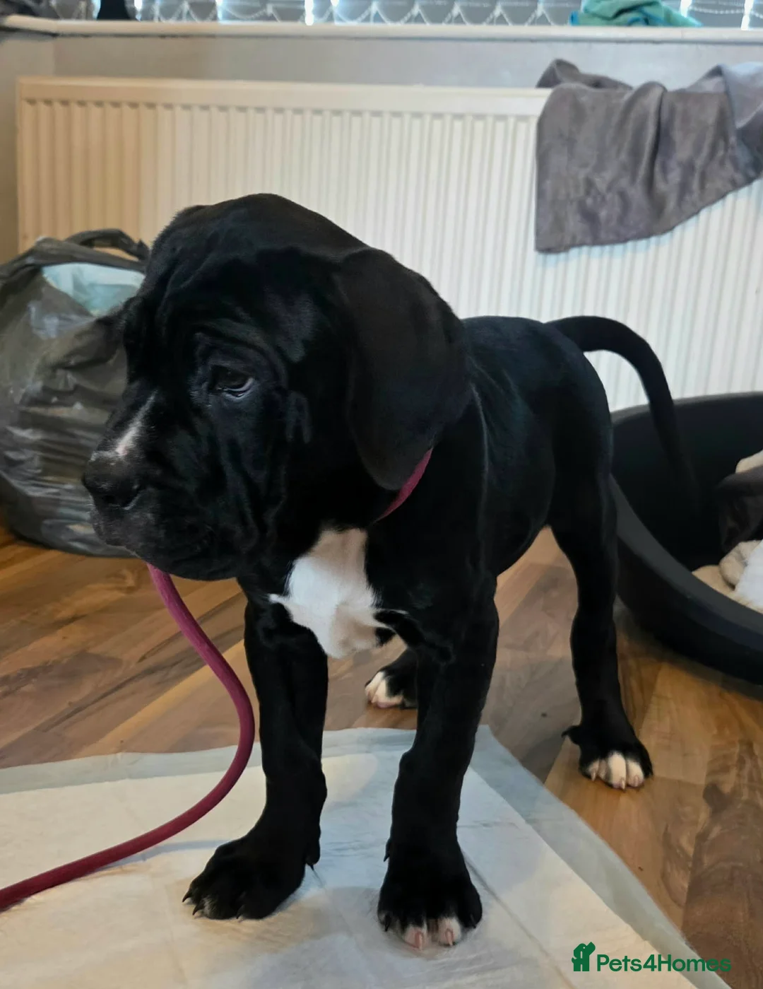 Cane Corso dogs for sale: Merle and brindle cane corso - Advert 10