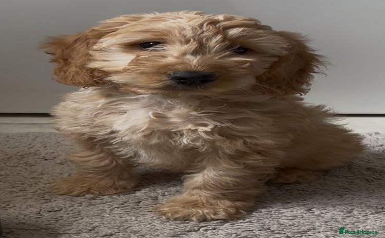 Cockapoo dogs in Treharris - Advert 15