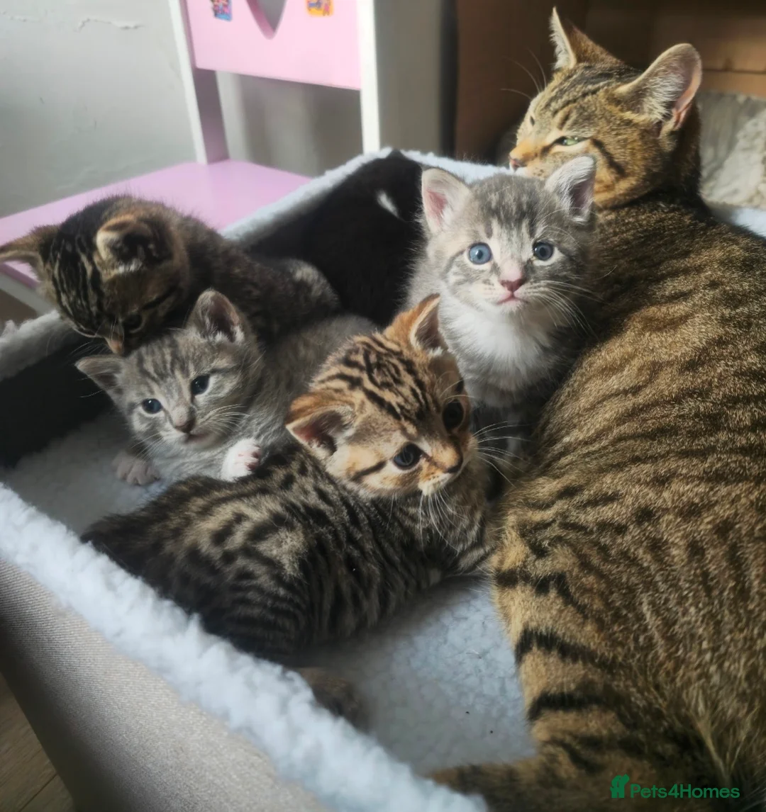 Mixed Breed cats for sale: Grey Tabby Girl/Tuxedo Boy - Advert 2