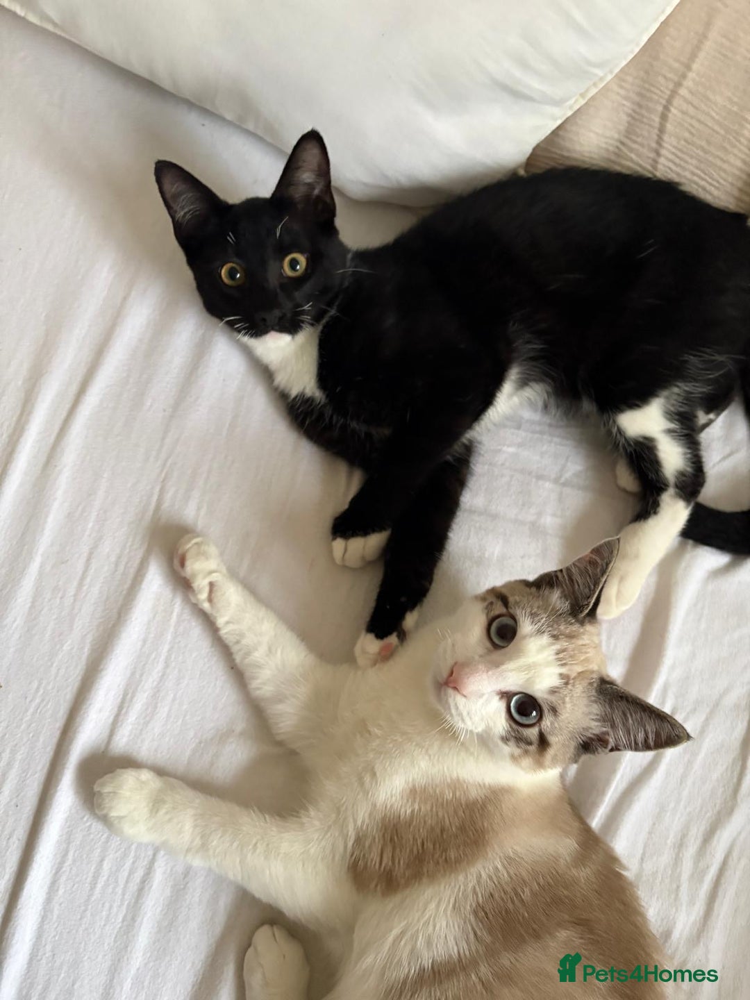 Mixed Breed cats for sale: Adorable Egyptian mau and Ragdoll mix kittens - Advert 3