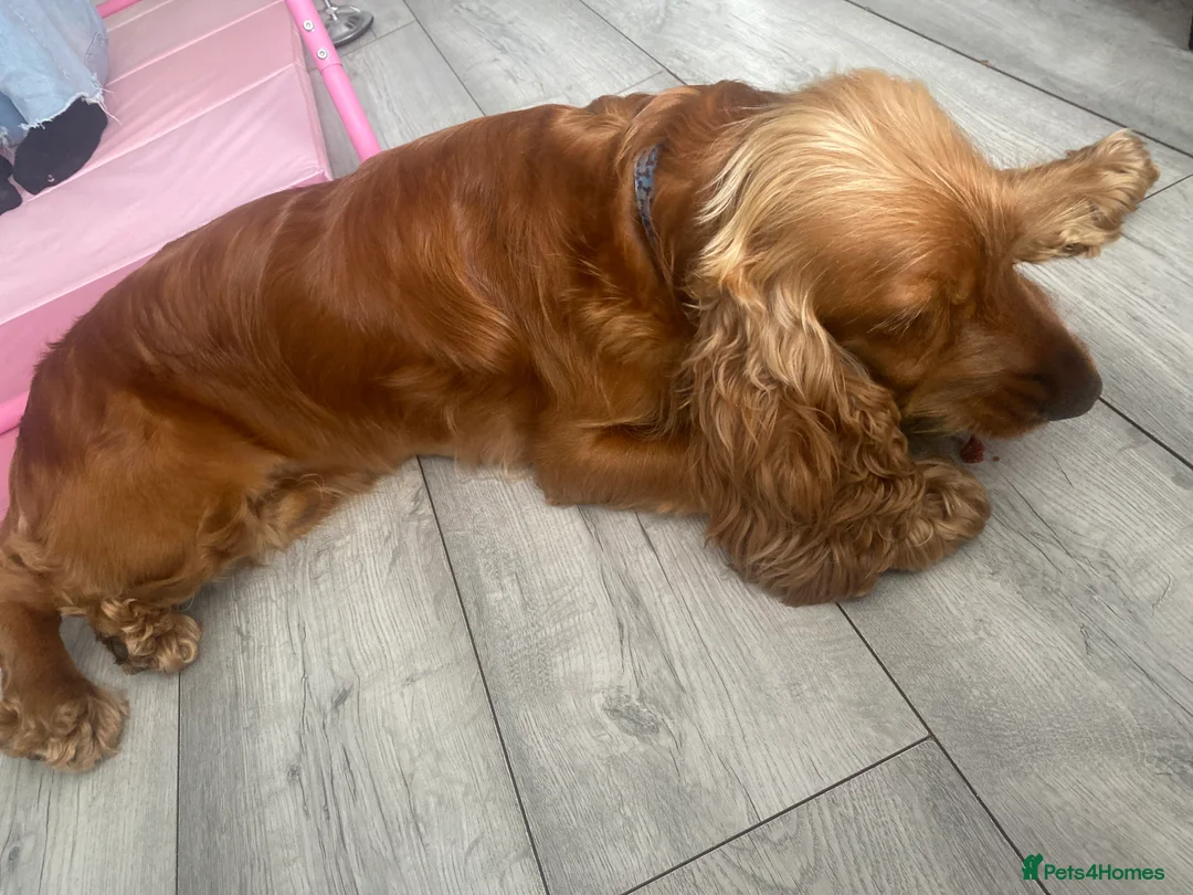 Cocker Spaniel dogs for stud: Show  cocker spaniel  in Exmouth - Advert 7