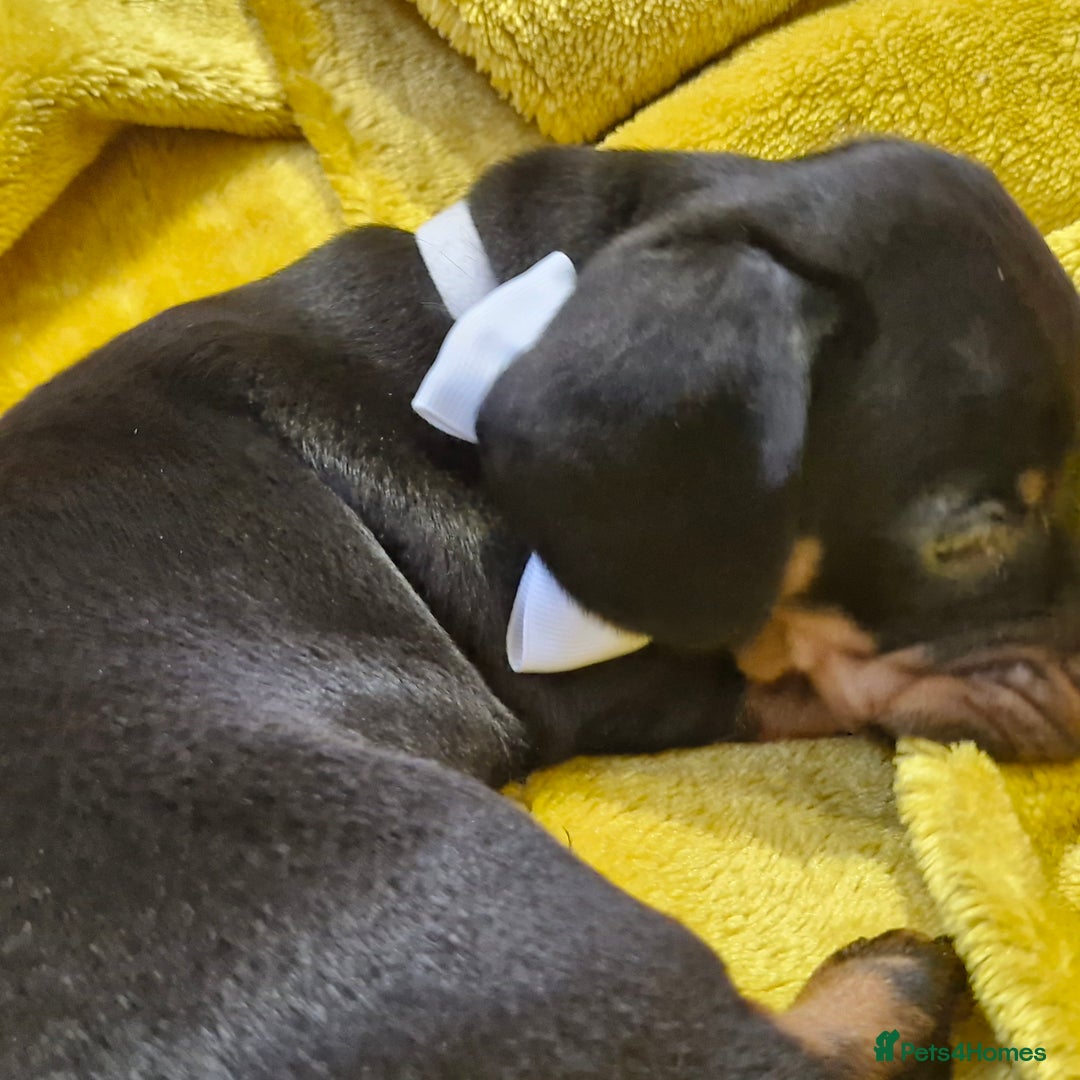 Dachshund dogs for sale: Dashund black and tan - Advert 5