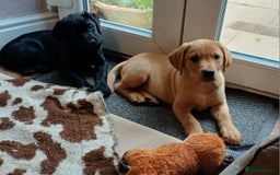 Labrador Retriever dogs for sale: Working/Pet, fully health tested mum and Dad  in Scarborough - Image 15