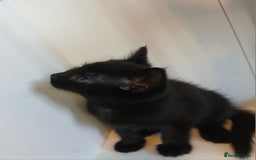Mixed Breed cats for sale: 5 Kittens for a good home! - Image 6