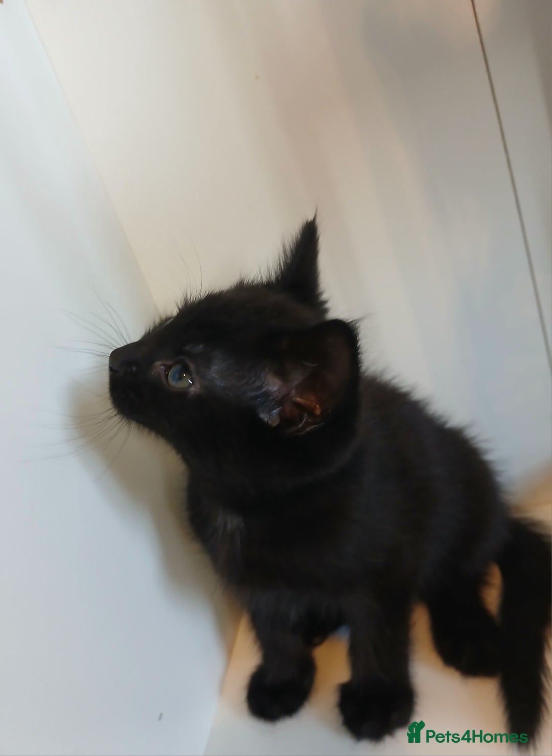 Mixed Breed cats for sale: 5 Kittens for a good home! - Image 6