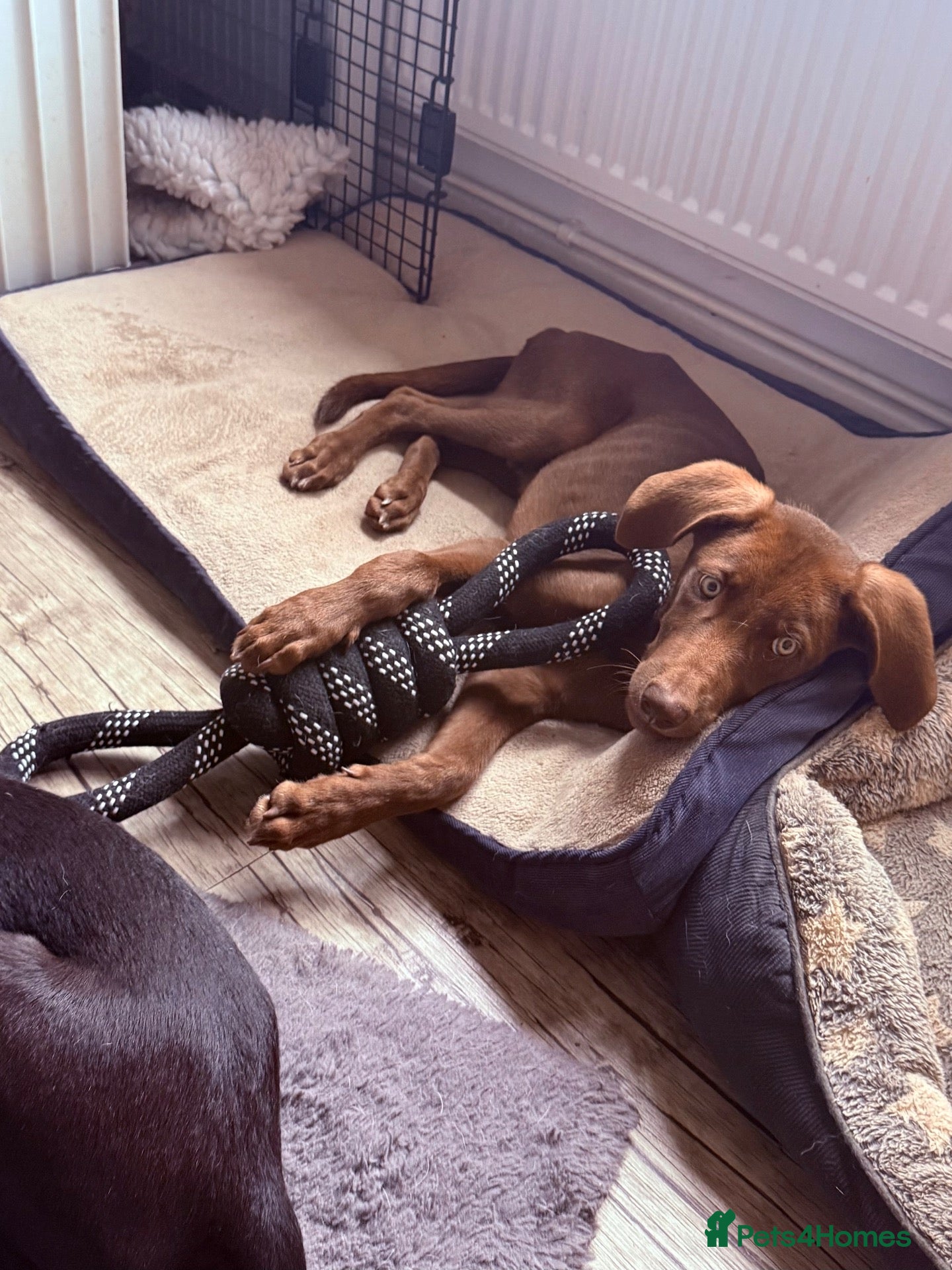 Mixed Breed dogs 💙LAST BOY PUP  17 weeks old !! - Advert 1