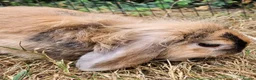 Mixed Breed rabbits for sale: Bunny's  - Advert 5