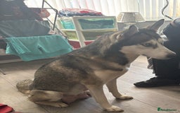 Siberian Husky dogs for sale: Siberian huskies  for sale  - Image 29