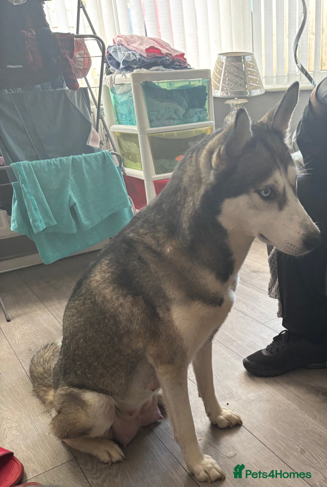 Siberian Husky dogs for sale: Siberian huskies  for sale  - Image 29