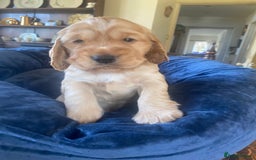Cocker Spaniel dogs for sale: Show type Cockers  - Image 10