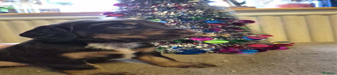 Cocker Spaniel Puppy 3