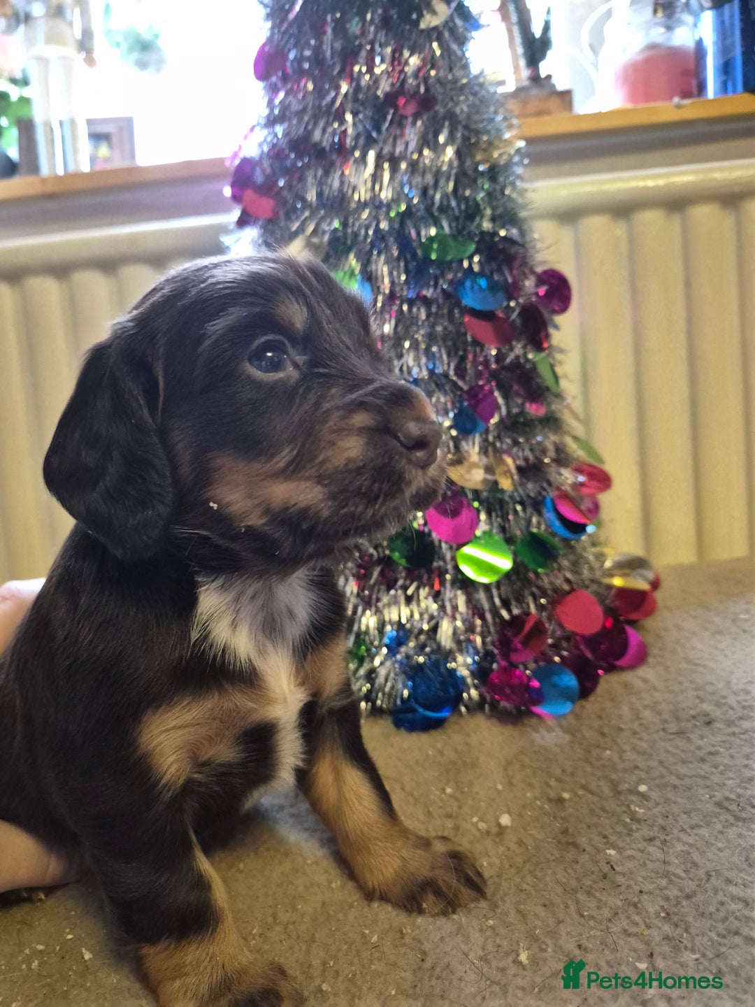 Cocker Spaniel dogs for sale: Stunning cocker spaniel puppies  - Advert 7