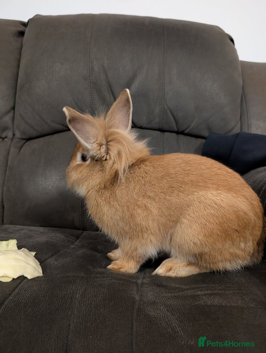 Lionhead rabbits for sale: Male rabbit – free to a good home - Advert 3