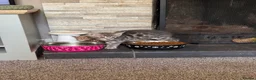 Mixed Breed cats for sale: Bencoon kittens Maine Coon x Bengal  - Advert 10