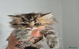 Persian cats for sale: Persian kittens  - Image 7