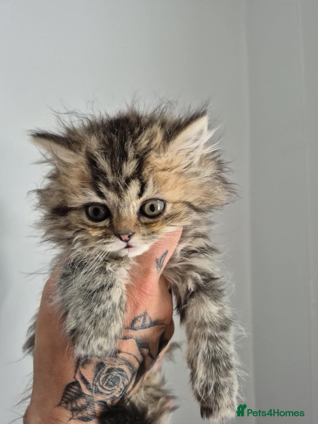 Persian cats for sale: Persian kittens  - Image 7