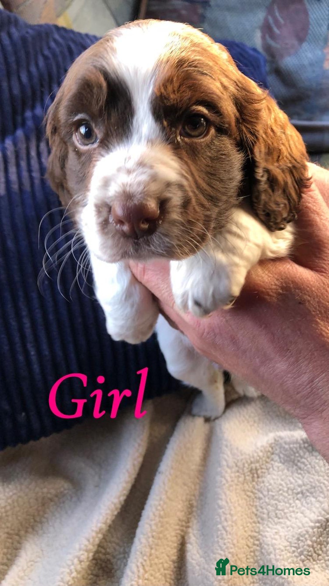Cocker Spaniel dogs for sale: Beautiful Cocker Spaniel Puppies - Advert 2
