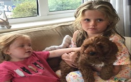 Cockapoo dogs for sale: 5* F1B Miniature Labradoodle Puppies - Image 10