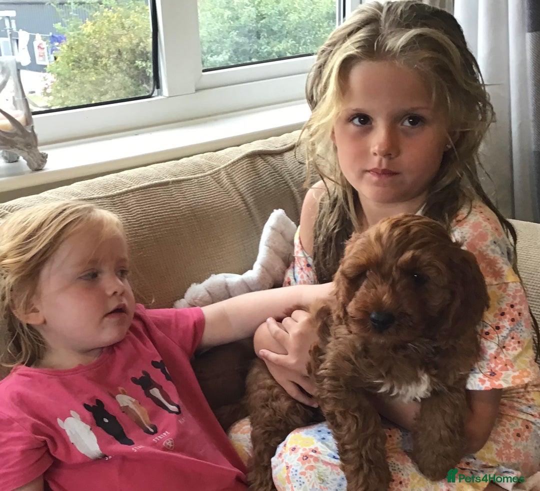 Cockapoo dogs for sale: 5* F1B Miniature Labradoodle Puppies - Image 10