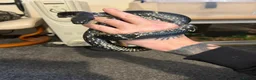Rat Snake reptiles for sale: Female russian rat snake  - Advert 3