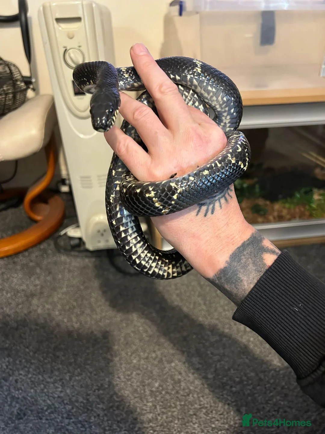 Rat Snake reptiles for sale: Female russian rat snake  - Advert 3