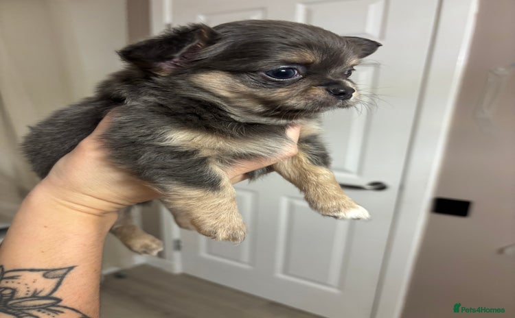 Chihuahua dogs - Advert 3