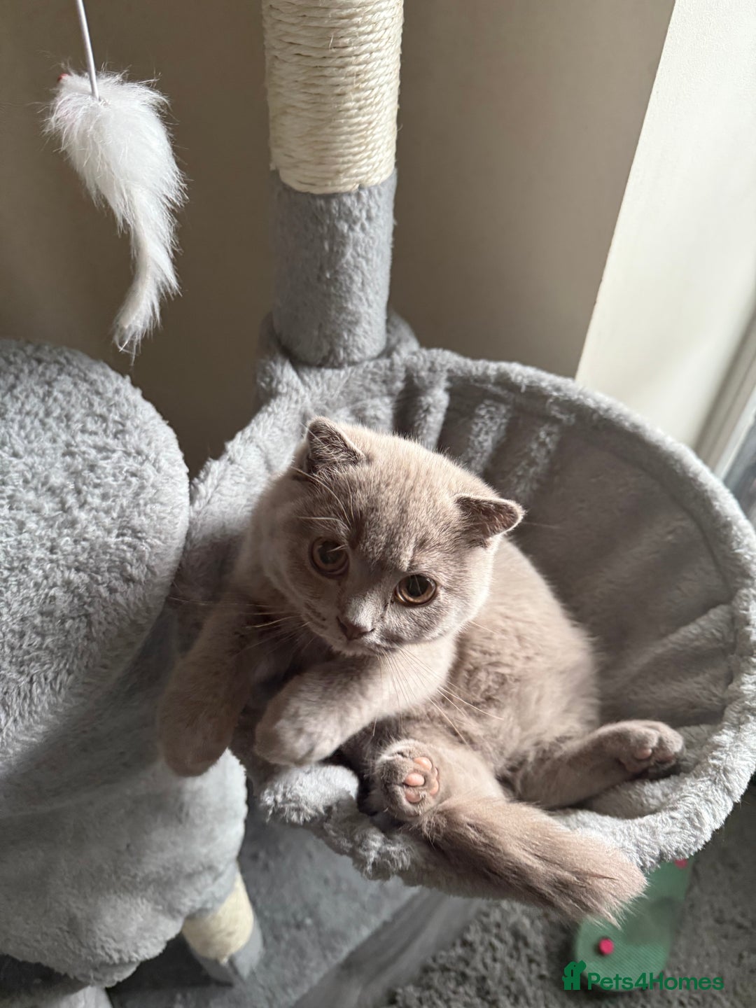 Scottish Fold cats for sale: Scottish Fold - Image 15