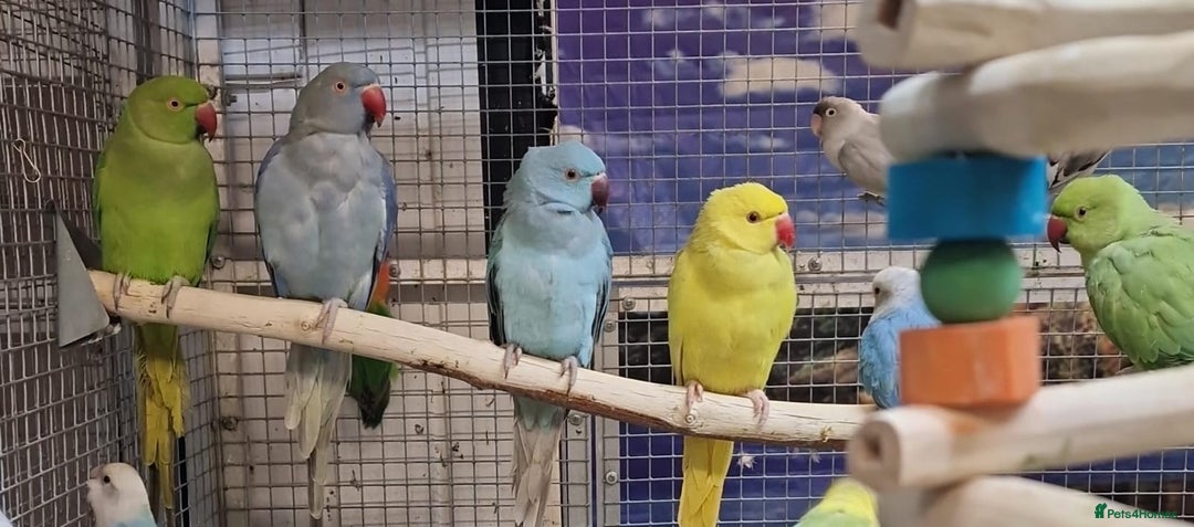 Parrots birds for sale: Xxx BIRDS/PARAKEETS/PARROTS xxX - Advert 2