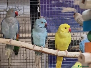 Parrots birds Xxx BIRDS/PARAKEETS/PARROTS xxX - Advert 3