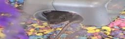 Rat rodents for sale: Dumbo Dwarf Rats - Advert 5