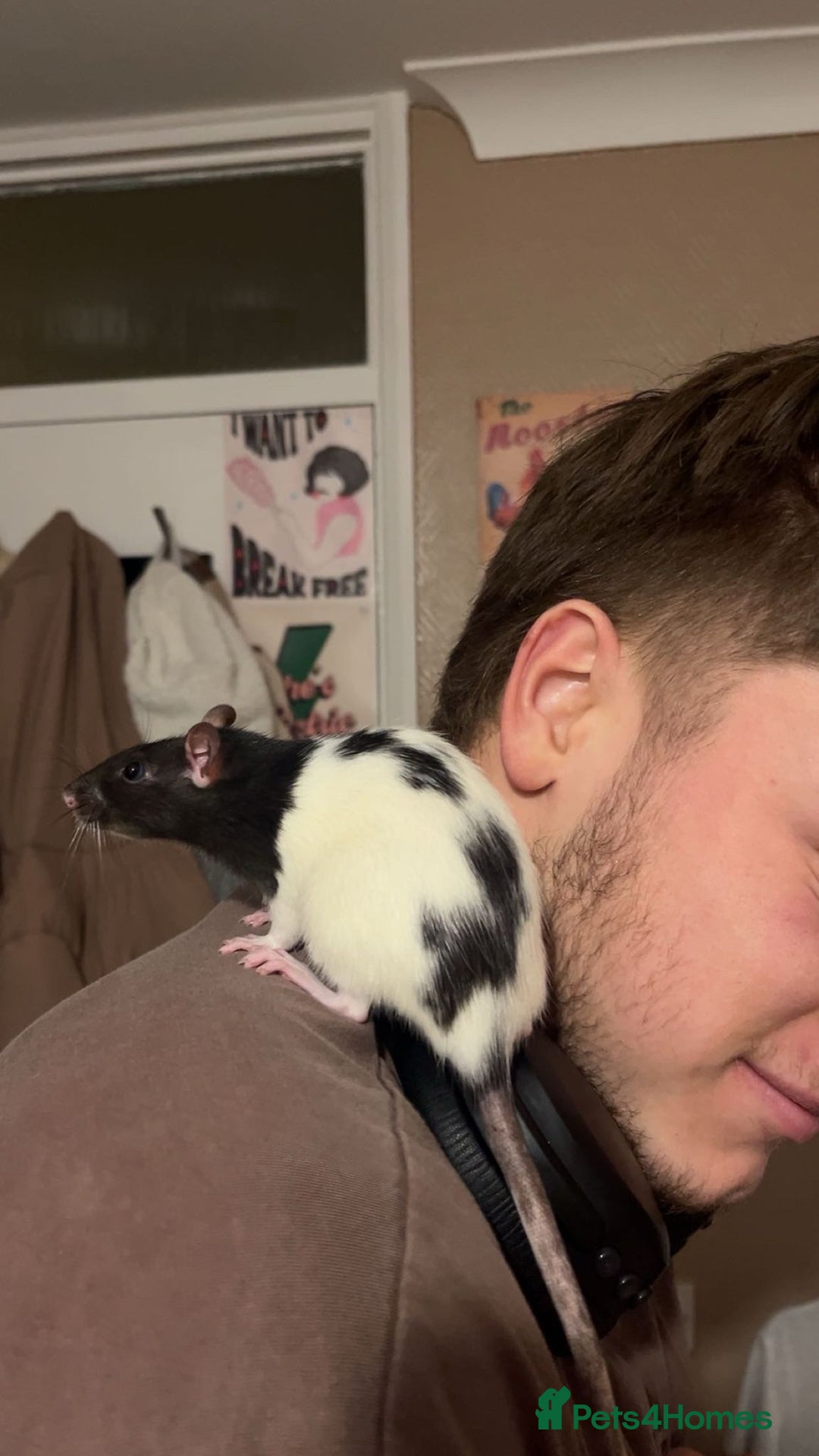 Rat rodents for sale: Two female tame rats  - Advert 3