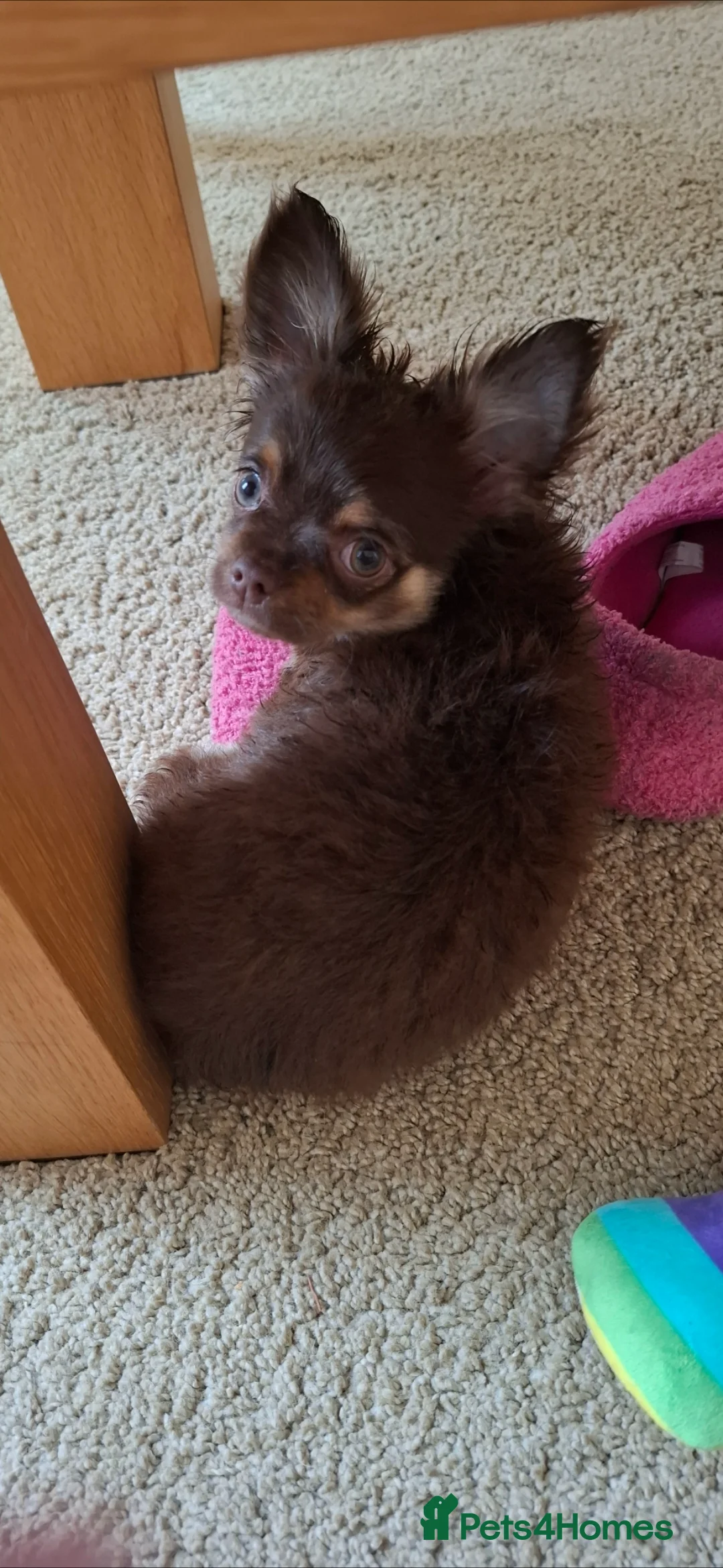 Chihuahua dogs for stud: Teddy for Stud - Advert 4