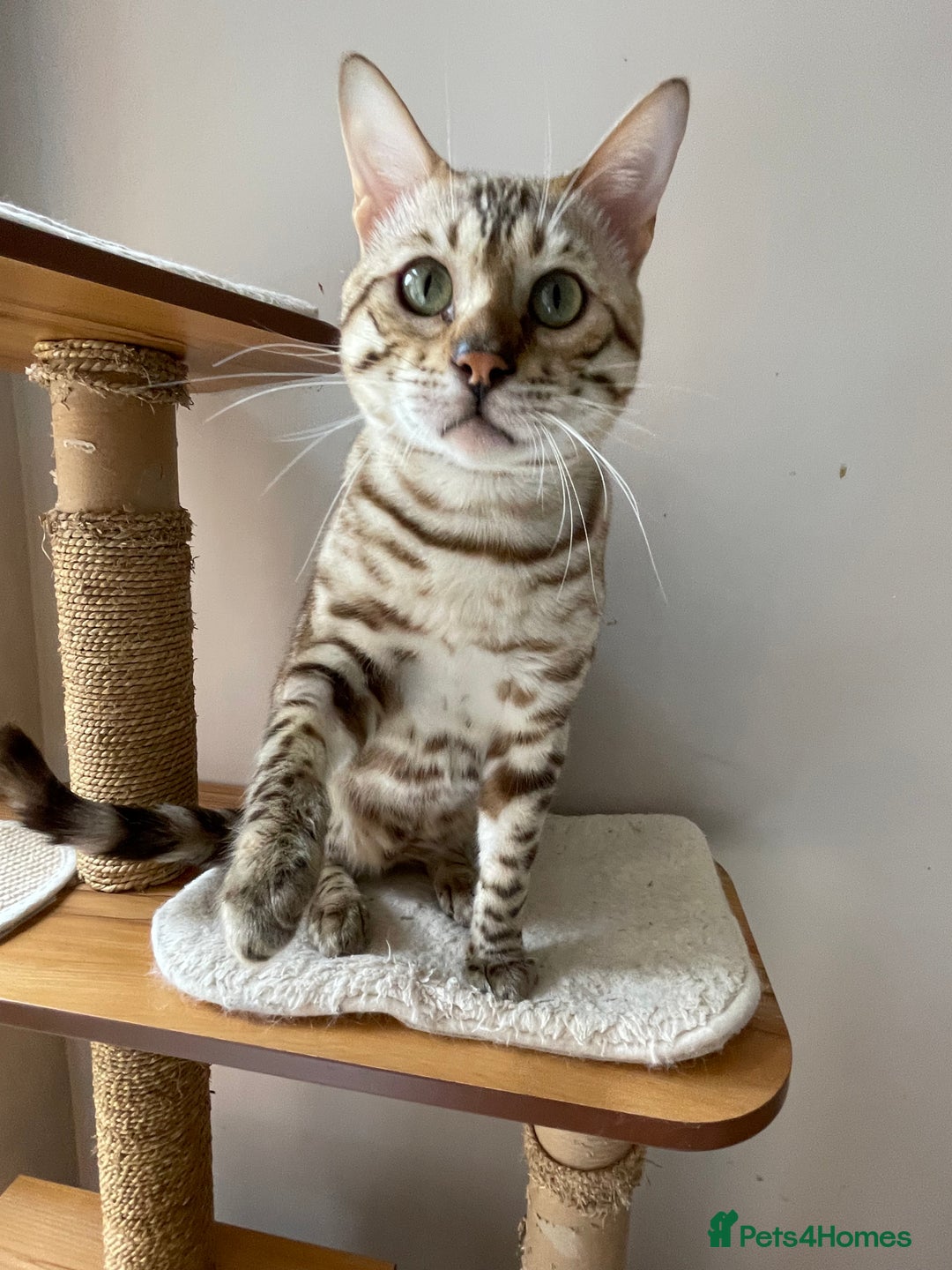 Bengal cats for sale: Beautiful Bengal boy - Image 23
