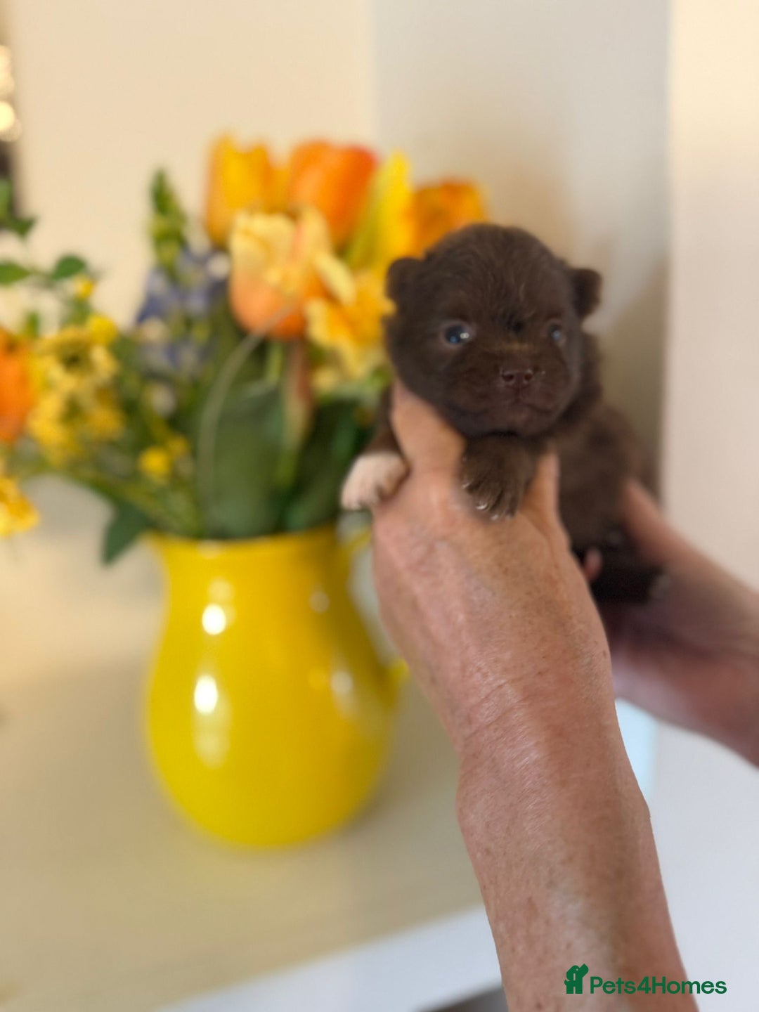 Pomeranian dogs for sale: POMERANIAN FEMALE KENNEL CLUB REGISTERED 🧸 FACES - Advert 13