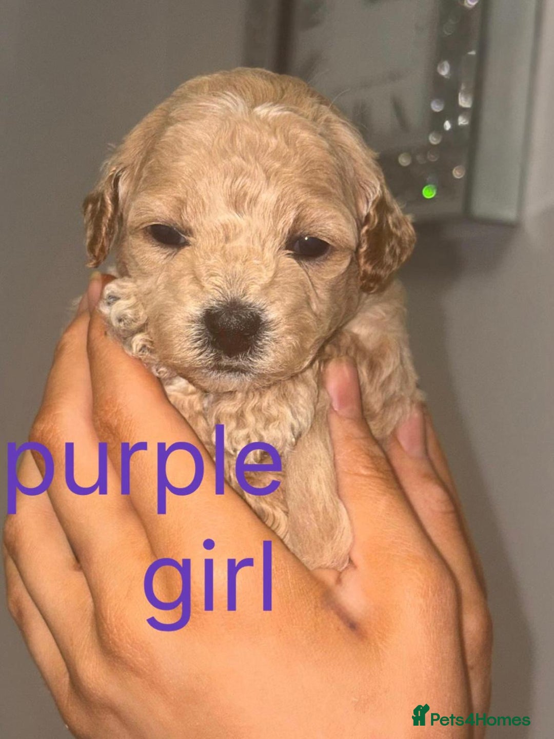 Cavapoochon dogs for sale: Cavapoochon Pupps amazing breed  - Advert 7