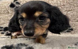 Miniature Dachshund dogs for sale: Miniature dachshund - Image 9