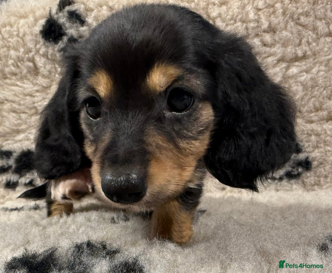 Miniature Dachshund dogs for sale: Miniature dachshund - Image 9