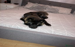 Mixed Breed dogs for sale: Female Akita for sale! - Image 10