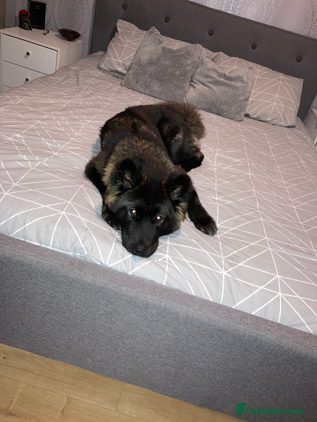 Mixed Breed dogs for sale: Female Akita for sale! - Image 10
